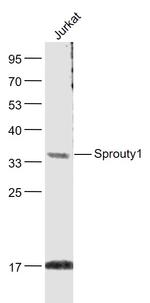 Sprouty1 Antibody in Western Blot (WB)