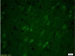 SNAP25 Antibody in Immunohistochemistry (Paraffin) (IHC (P))