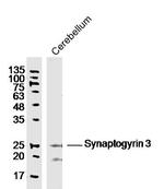Synaptogyrin 3 Antibody in Western Blot (WB)