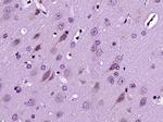 Dscam Antibody in Immunohistochemistry (Paraffin) (IHC (P))