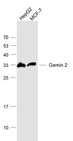 Gemin 2/SMA Antibody in Western Blot (WB)