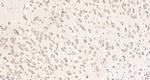 CSAD Antibody in Immunohistochemistry (Paraffin) (IHC (P))