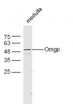 Omgp Antibody in Western Blot (WB)