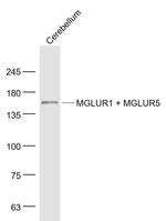 MGLUR1 + MGLUR5 Antibody in Western Blot (WB)