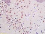 SHANK3 Antibody in Immunohistochemistry (Paraffin) (IHC (P))