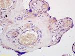 ABCG1 Antibody in Immunohistochemistry (Paraffin) (IHC (P))