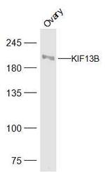 KIF13B Antibody in Western Blot (WB)