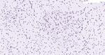 API5 Antibody in Immunohistochemistry (Paraffin) (IHC (P))