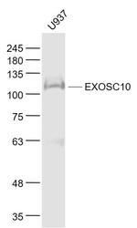 EXOSC10/PMSCL2 Antibody in Western Blot (WB)