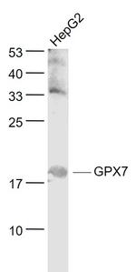GPX7/Glutathione Peroxidase 7 Antibody in Western Blot (WB)