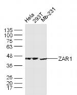 ZAR1/Zygote arrest protein 1 Antibody in Western Blot (WB)