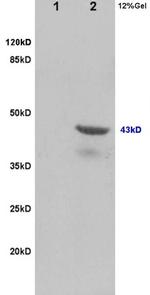 Tsg101 Antibody in Western Blot (WB)
