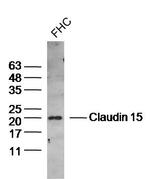 Claudin 15 Antibody in Western Blot (WB)