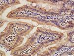 CISD1 Antibody in Immunohistochemistry (Paraffin) (IHC (P))