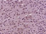 CTU2 Antibody in Immunohistochemistry (Paraffin) (IHC (P))