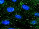 RPS6KB1 Antibody in Immunocytochemistry (ICC/IF)