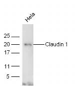 Claudin 1 Antibody in Western Blot (WB)