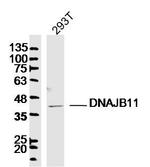 DNAJB11 Antibody in Western Blot (WB)