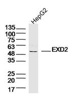 EXD2 Antibody in Western Blot (WB)