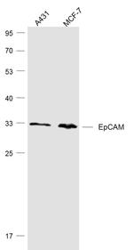 EpCAM/CD326 Antibody in Western Blot (WB)