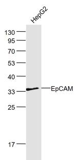 EpCAM/CD326 Antibody in Western Blot (WB)