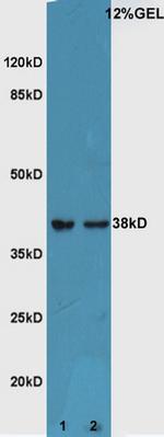 ATF4/CREB-2 Antibody in Western Blot (WB)