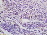 Phospho-LKB1 (Thr363) Antibody in Immunohistochemistry (Paraffin) (IHC (P))