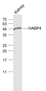 HABP4 Antibody in Western Blot (WB)