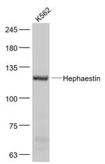 Hephaestin Antibody in Western Blot (WB)