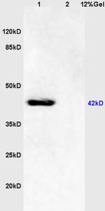Phospho-JNK1/2/3 (Thr183, Tyr185) Antibody in Western Blot (WB)