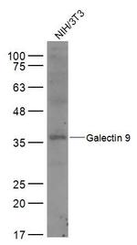 Galectin 9 Antibody in Western Blot (WB)