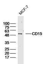 CD15/Fut4/SSEA-1 Antibody in Western Blot (WB)