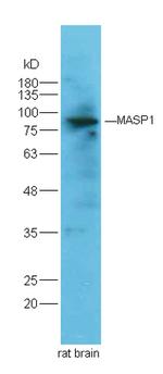 MASP Antibody in Western Blot (WB)