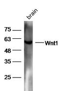 Wnt1 Antibody in Western Blot (WB)