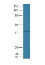 Cyclin H Antibody in Western Blot (WB)