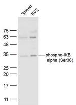 Phospho-IKB alpha (Ser36) Antibody in Western Blot (WB)