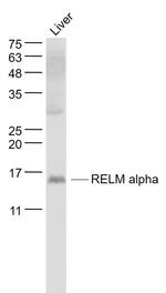 RELMa/RELM alpha Antibody in Western Blot (WB)