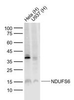 NDUFS6 Antibody in Western Blot (WB)