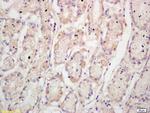 TFF2 Antibody in Immunohistochemistry (Paraffin) (IHC (P))