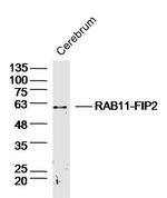 RAB11-FIP2 Antibody in Western Blot (WB)