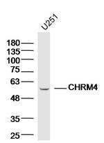 CHRM4 Antibody in Western Blot (WB)