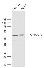 CYP2C19 Antibody in Western Blot (WB)