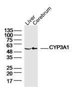 CYP3A1 Antibody in Western Blot (WB)