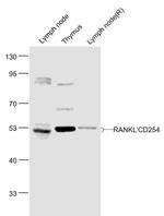 RANKL/CD254 Antibody in Western Blot (WB)