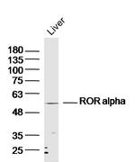 ROR alpha Antibody in Western Blot (WB)
