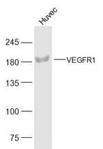 VEGFR1 Antibody in Western Blot (WB)