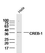 CREB1 Antibody in Western Blot (WB)