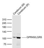 GPR49/LGR5 Antibody in Western Blot (WB)