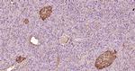 Caspase-9 Antibody in Immunohistochemistry (Paraffin) (IHC (P))
