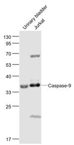 Caspase-9 Antibody in Western Blot (WB)